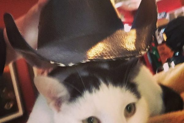 Why won't Chairman Meow let my dress him up like a cowboy #cat